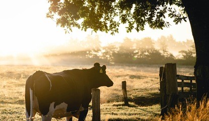 "AI Is Gonna Eventually Eat Itself... Like When We Fed Cows With Cows And Got Mad Cow Disease"