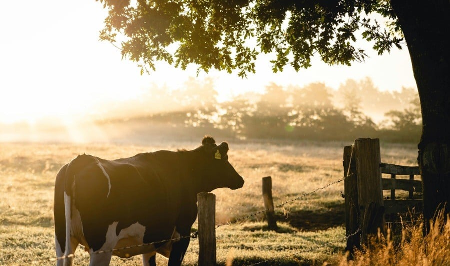 "AI Is Gonna Eventually Eat Itself... Like When We Fed Cows With Cows And Got Mad Cow Disease" 1