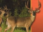 John Romero Explains How One Texas Walmart Exec Kickstarted The Rise Of The Hunting Sim