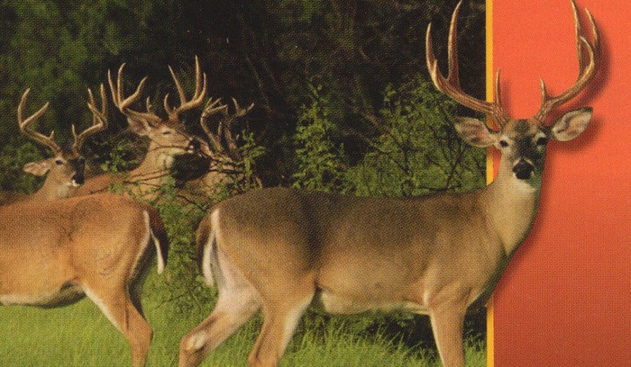 Deer Hunter