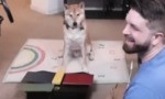Random: A Heckin' Good Dog Just Completed A 'Gyromite' Speedrun