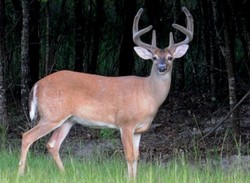 Deer Hunting King (3DS eShop)