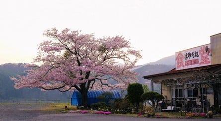 Iwate is where I lived when I was in Japan - as you can see, it's a million miles away from the hustle and bustle of Akihabara!