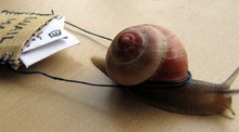Snail Mail