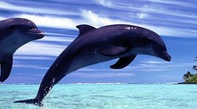 My Dolphin