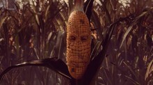 Maize