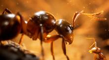 Empire of the Ants