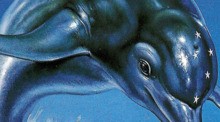 Ecco The Dolphin