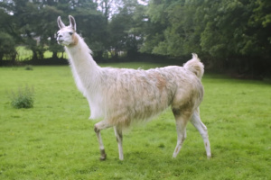 Llamasoft: The Jeff Minter Story Screenshot