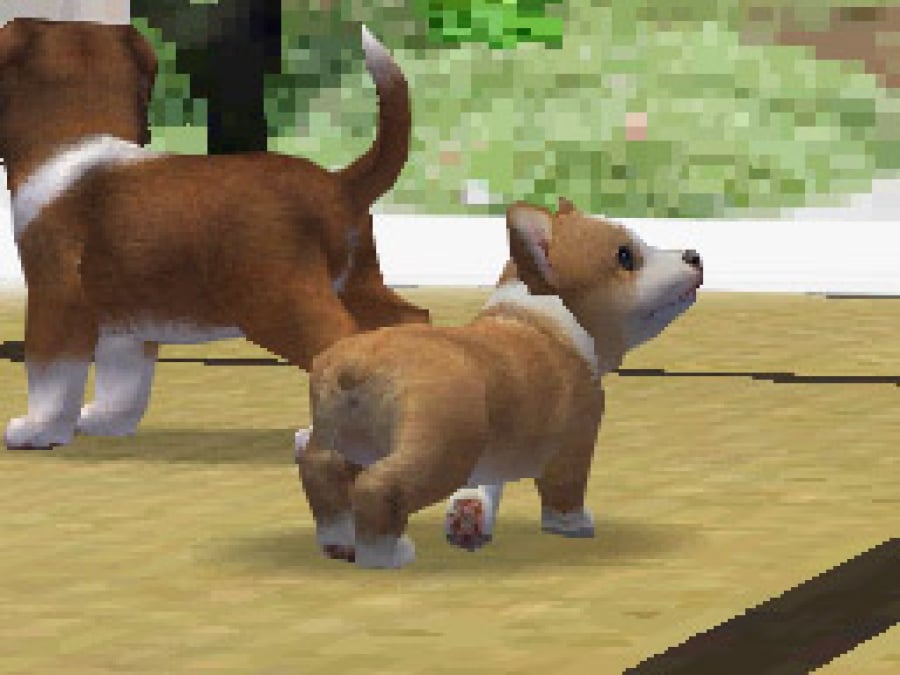 Nintendogs Screenshot