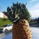 Pineapple_Mohawk
