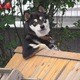 Kaizen