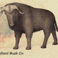 The_Ink_Pit_Ox