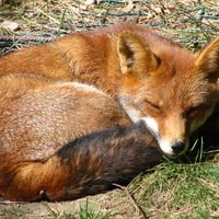 The_Fox